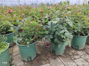 月季花殺手莖蜂來襲，成蟲幼蟲2大防治方向
