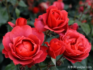 21朵玫瑰：不只是浪漫，還藏著這些深意