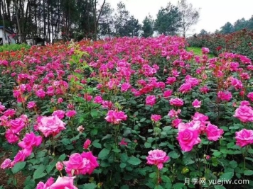 月季名園：達(dá)州成都山花纖谷玫瑰園
