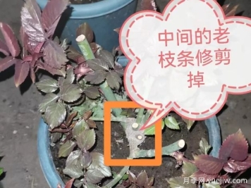 月季怎么抹芽？詳細(xì)教程來啦，照著做，爆花很簡單