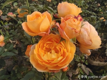 陽臺(tái)上最好養(yǎng)的月季，不是果汁陽臺(tái)