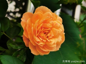 超級簡單，不用藥就能預(yù)防月季紅蜘蛛