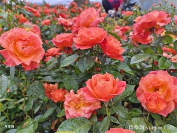 月季花病蟲(chóng)害防治該用什么藥？掌握這3點(diǎn)