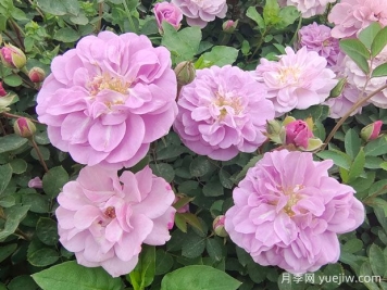 適合陽臺的藍色陰雨小型藤本月季，陽臺變花墻