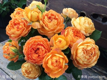 薔薇、玫瑰、月季你怎么看？