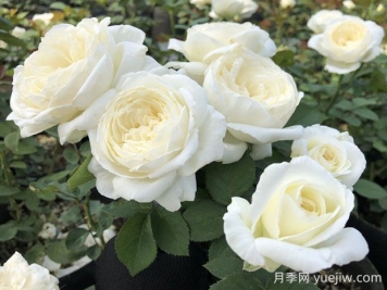 婚禮之路月季的優(yōu)缺點，看看花友怎么說