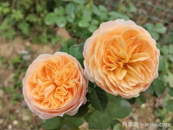 朱麗葉月季的優(yōu)缺點(diǎn)是什么？