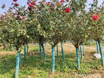 春秋兩季移植月季樹樁，哪個成活率更高？