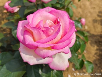 月季花語(yǔ)，朋友圈里的浪漫祈愿