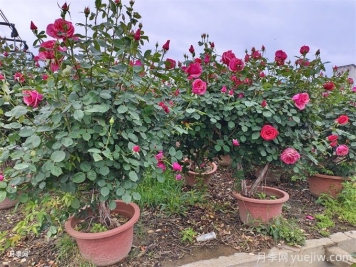 普通月季花養(yǎng)成老樁，身價(jià)立馬不一樣