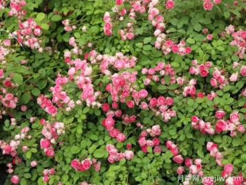 胭脂扣月季，爆花月季花里的天花板