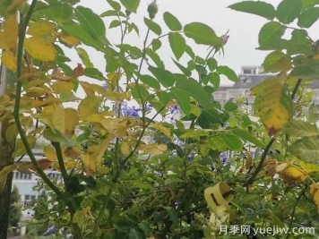 月季突然出現(xiàn)大量黃葉怎么辦？感染了煙煤病