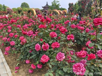月季開花了還要追肥嗎？花蕾期該用什么肥？