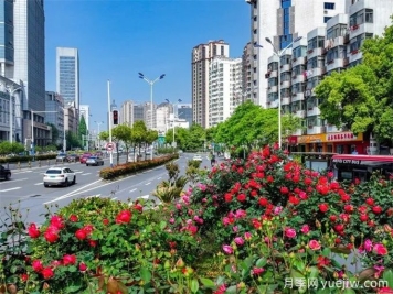 合肥樹狀月季大道，大朵月季扮靚城市風景