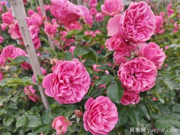 達芬奇月季秋季養(yǎng)護指南