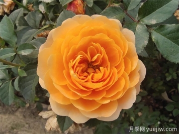 最適合陽臺養(yǎng)的10種月季，開花超級多！