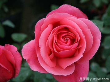 月季名片，四季常春月季花