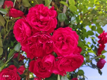 實(shí)用的養(yǎng)花技巧，適合養(yǎng)殖月季花