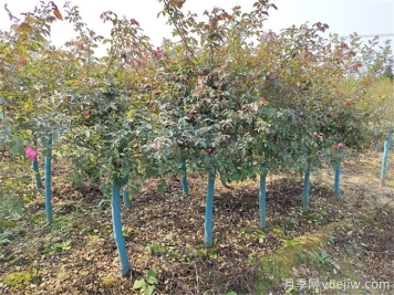 秋分將至，苗木栽植技巧請(qǐng)注意