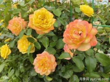 看古代人的養(yǎng)花真經(jīng)，現(xiàn)在依然管用