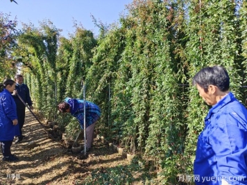 想讓藤本月季快速開滿墻，秋季應(yīng)該如何做？