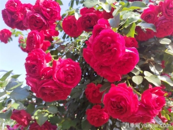 弗洛倫蒂娜月季，濃郁正紅、花量大抗性強(qiáng)