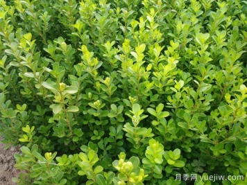 四種常用綠籬簡(jiǎn)介