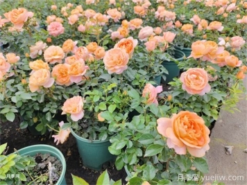 夏季養(yǎng)月季的常見問題，幫月季安全度夏