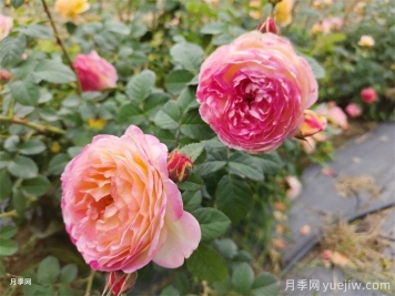 為什么月季卻光長葉子不開花呢？
