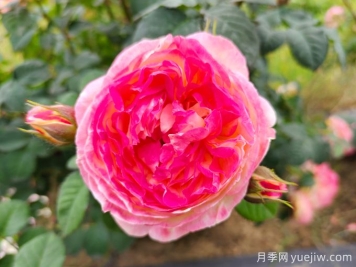 詹森月季是多季花，養(yǎng)護(hù)容易嗎？