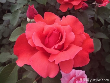 花朵大，長(zhǎng)勢(shì)強(qiáng)，還得是緋扇月季