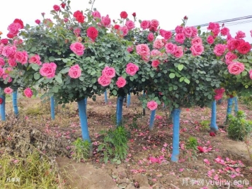什么樣的苗子最受綠化工程歡迎？