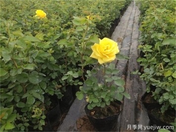 網(wǎng)購月季小苗，需要剪掉花苞嗎？