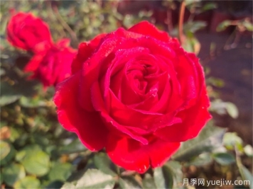 玫瑰哪個(gè)品種最香？香味濃郁的玫瑰花品種