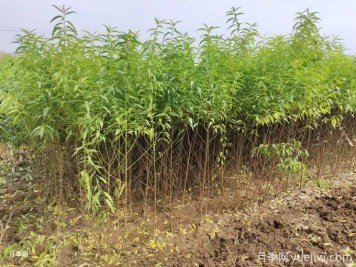 桃樹(shù)苗的種植簡(jiǎn)單介紹