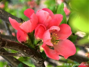 貼梗海棠養(yǎng)護(hù)常識