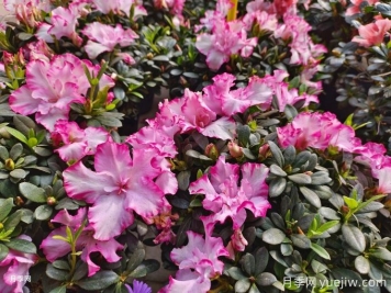 杜鵑花養(yǎng)護常識