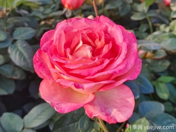 南陽(yáng)月季繁育基地教你輕松辨別月季、玫瑰和薔薇