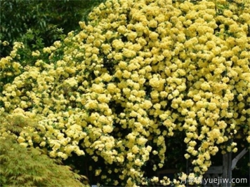 黃薔薇夏日養(yǎng)護(hù)指南，黃薔薇夏季也能爆花