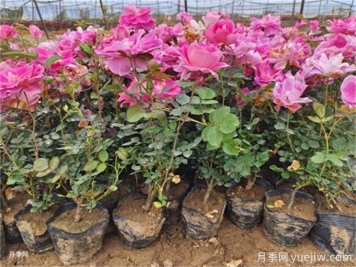 植物花卉的繁殖有幾種方式？家庭養(yǎng)花該如何選擇？