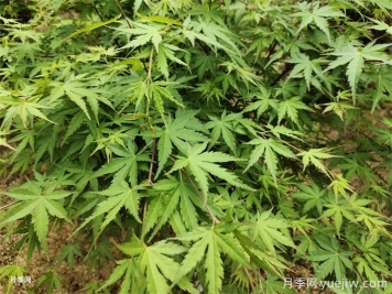 常見的30種色葉植物，為城市園林增綠添彩