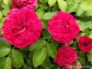 經(jīng)典月季品種清單，好看又好養(yǎng)