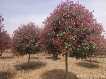 推薦20種彩葉樹(shù)種，用于園林綠化造景
