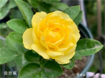 富貴金絲鳥月季的優(yōu)點和栽培管理