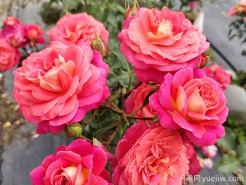 月季的花語(yǔ)是什么？什么時(shí)候開(kāi)花？