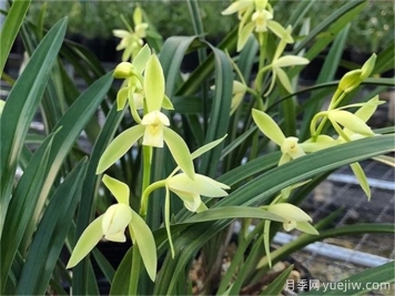 常見(jiàn)的九種蘭花品種