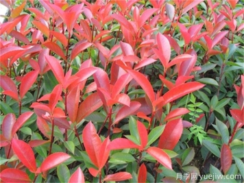 紅葉石楠扦插設(shè)施和苗床準(zhǔn)備