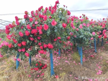 夏季全冠移植樹木成敗主要因素
