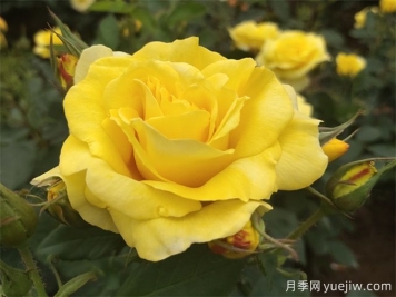 七色月季花語(yǔ)大揭秘