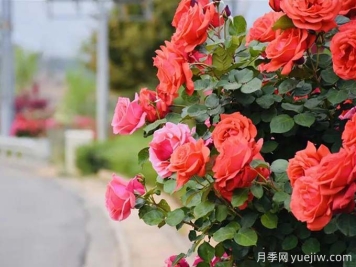 麗江月季應用和景觀圖集